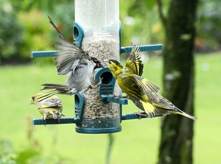 siskin and sparrow