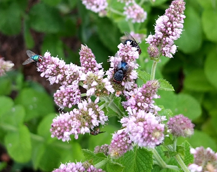 mint and flies