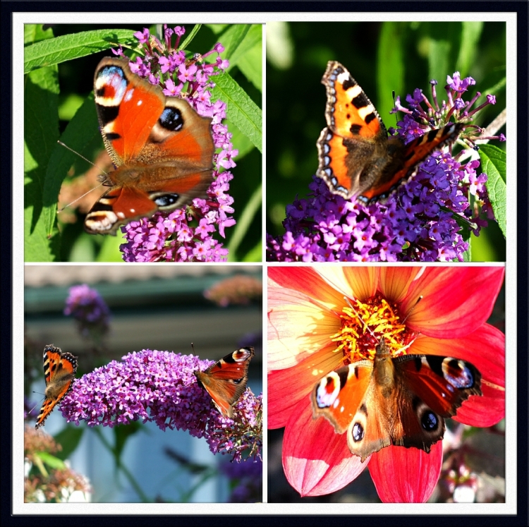 colourful butterflies