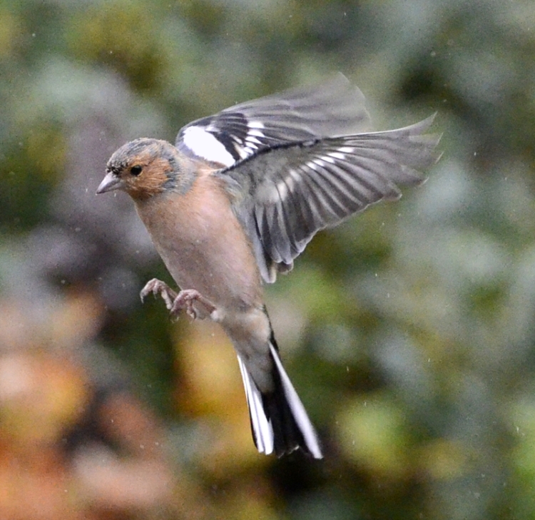 Flying chaffinch
