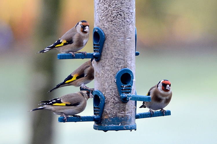 goldfinch collection