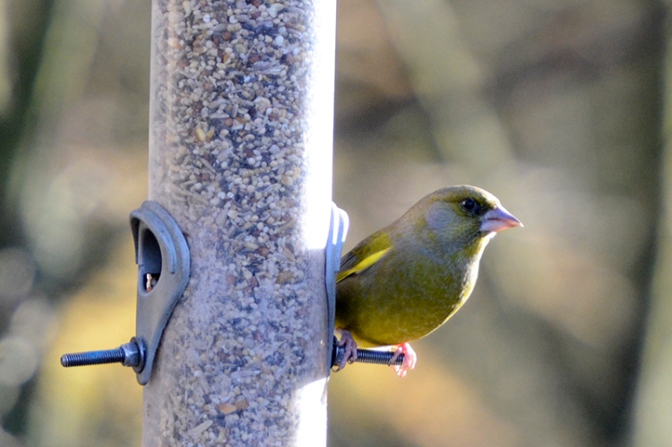 greenfinch at feeders