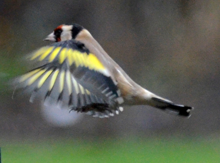 flying goldfinch