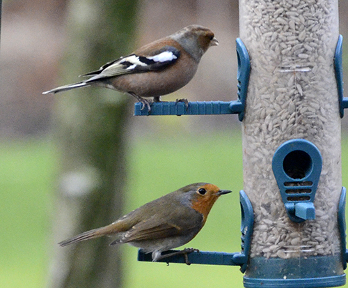 robin and chaffinch