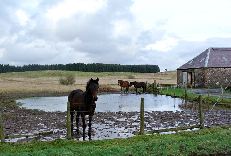 horse and puddle