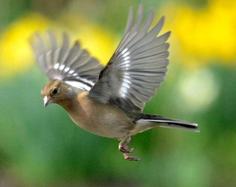 flying chaffinch
