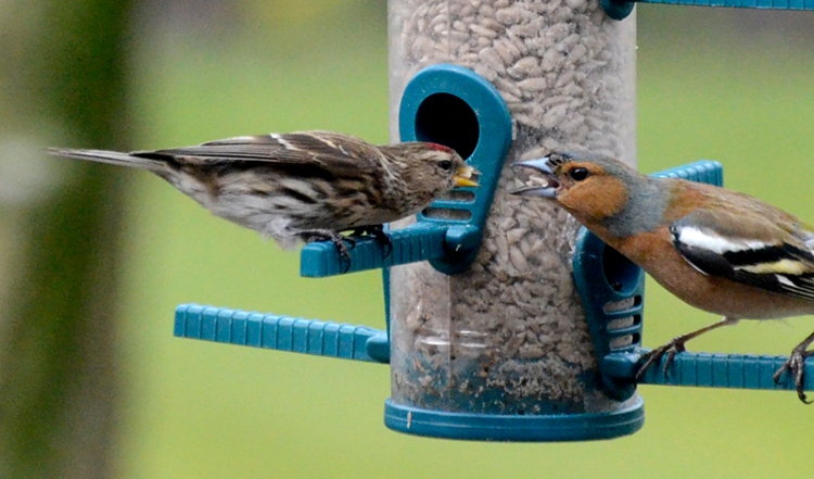 chaffinch and redpoll
