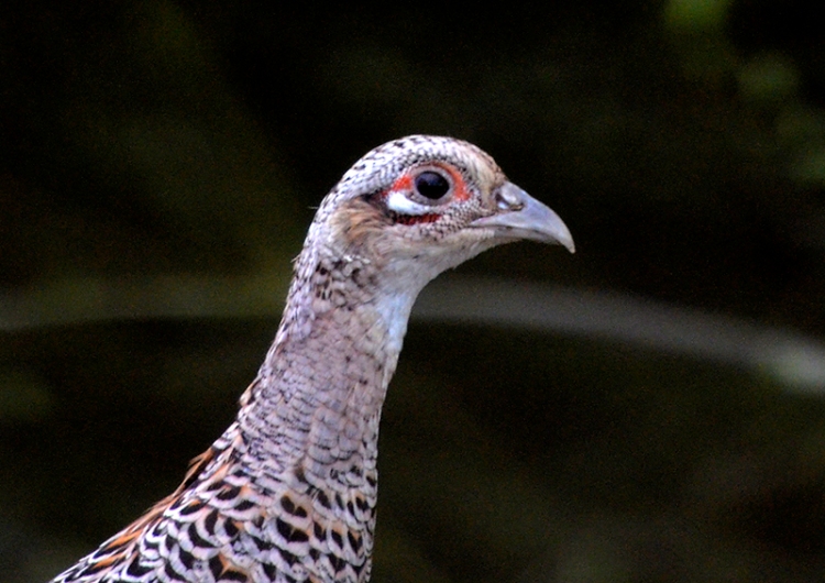 female pheasant