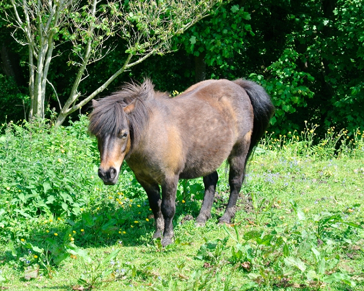 pony near Longtown