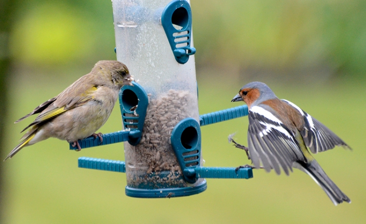 chaffinch and greenfinch