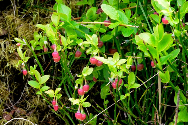 blaeberry bush