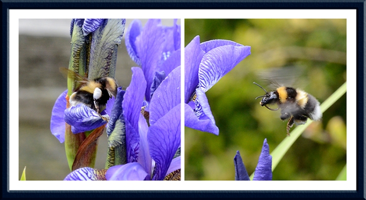 iris and bees