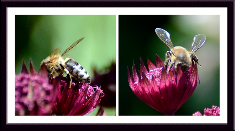 insect on astrantia