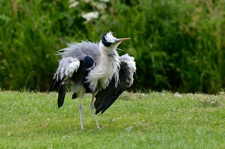 fluffy heron