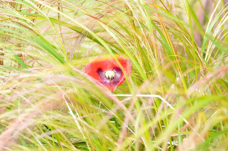 poppy in grass