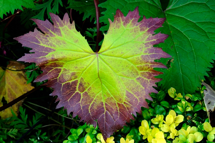 ligularia leaf