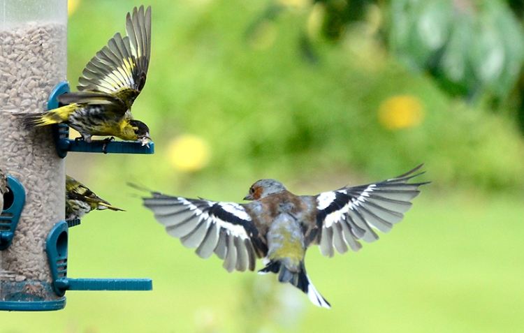 siskin and chaffinch