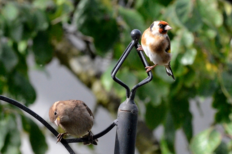 sparrow and goldfinch