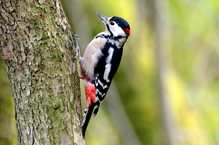 Eskrigg woodpecker