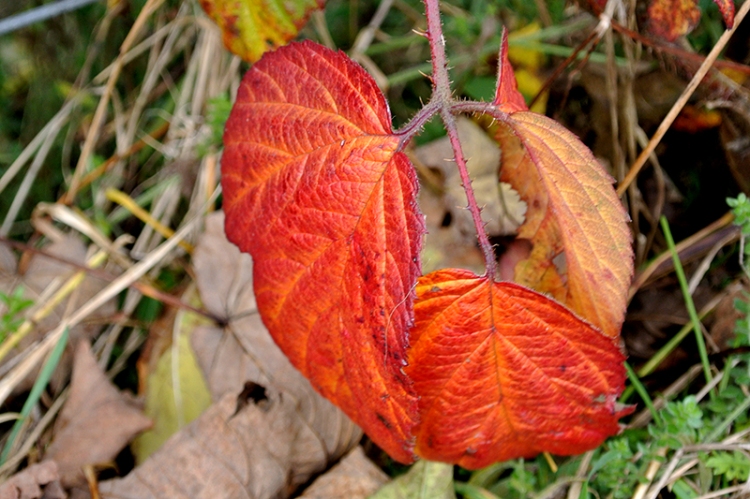 bramble leaf