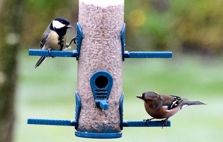 chaffinch and great tit