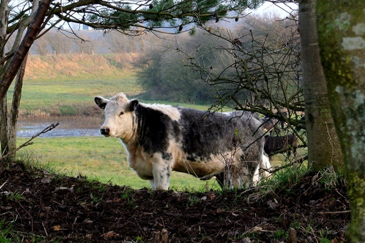 cow at Longtown