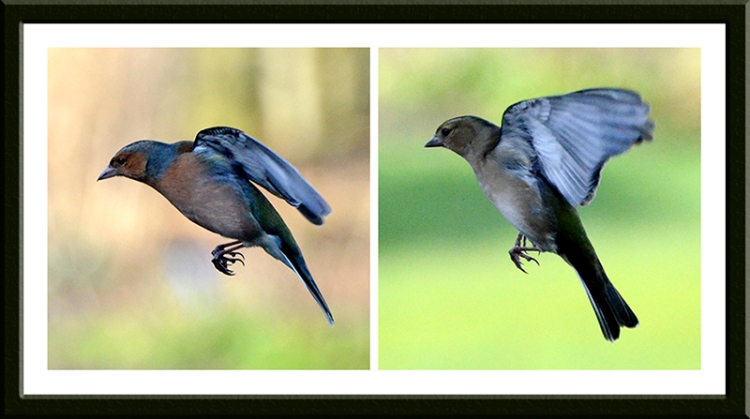 flying chaffinches