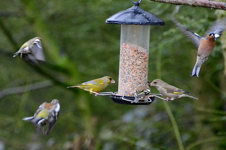 greenfinches and chaffinches