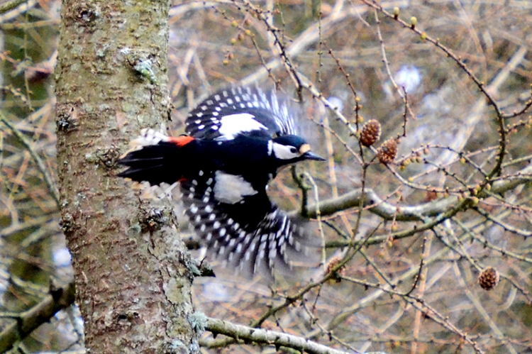 flying woodpecker