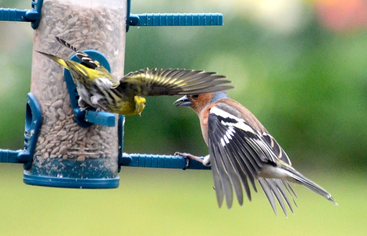 siskin and chaffinch