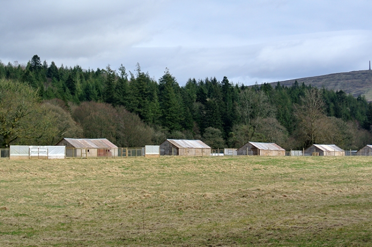 pheasant huts