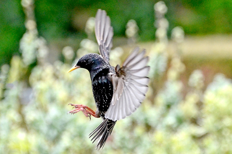 flying starling