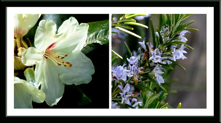 rhododendron and rosemary