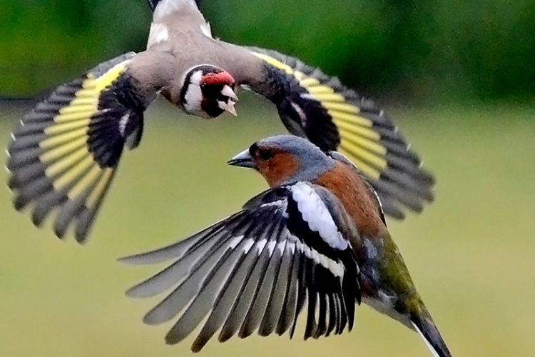 goldfinch and chaffinch