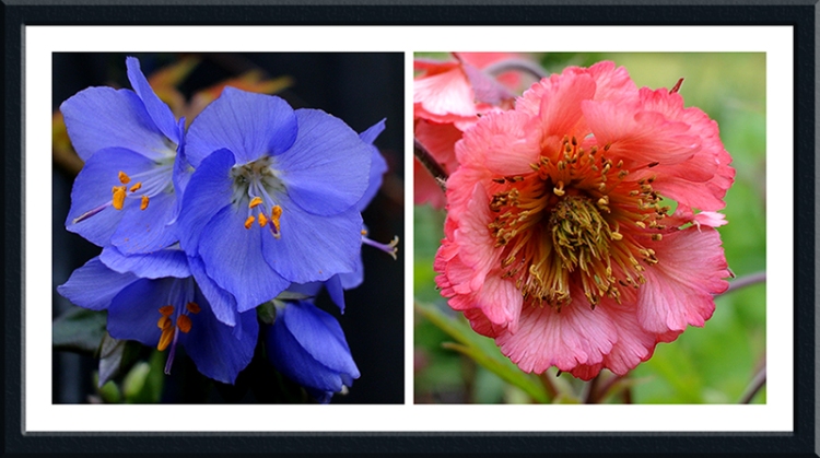 jacob's Ladder and geum