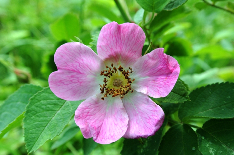 hedge rose