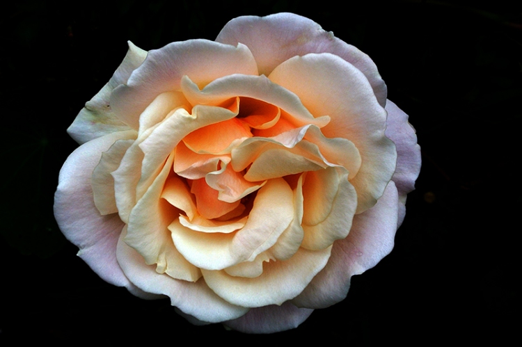 Clare's rose
