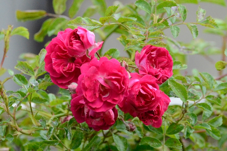 rambler roses
