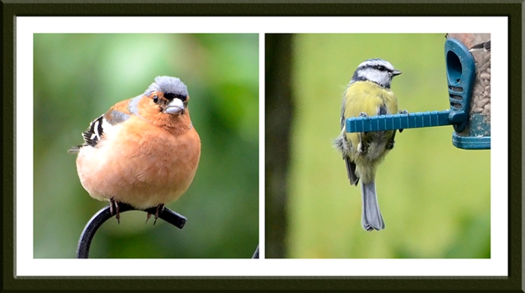 chaffinch and blue tit
