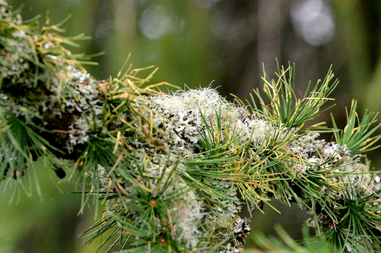 lichen covered tree