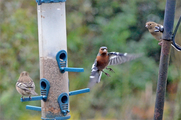 chaffinches