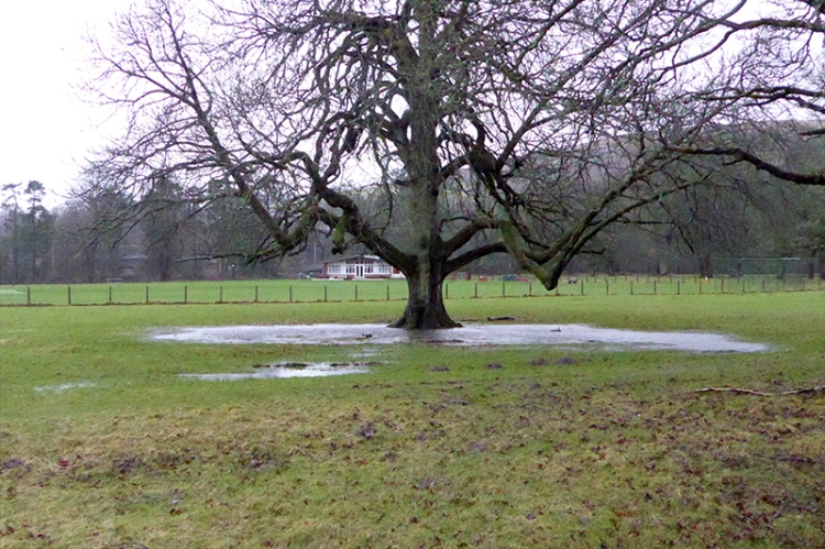 Castleholm tree in puddle