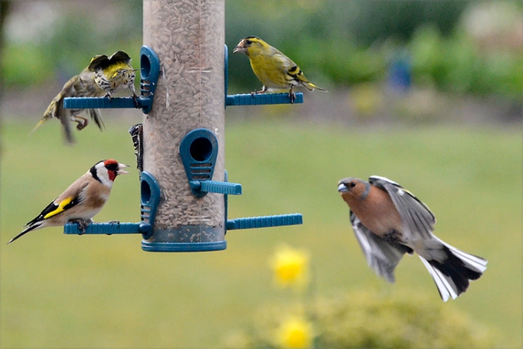 goldfinch, siskin and chaffinch
