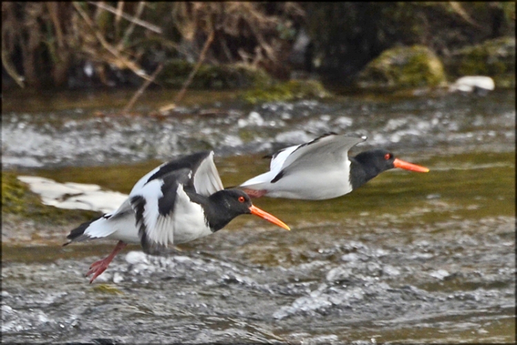 flying oyster catchers