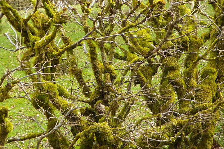 mossy hedge