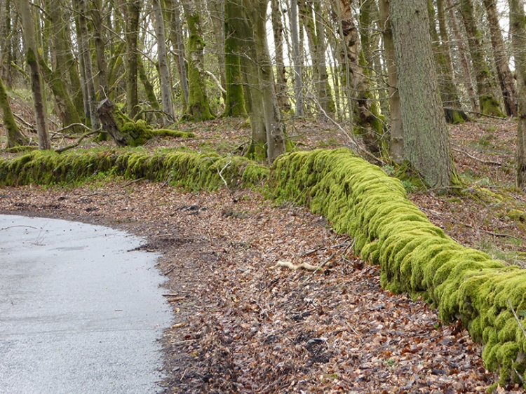mossy wall Broomholm