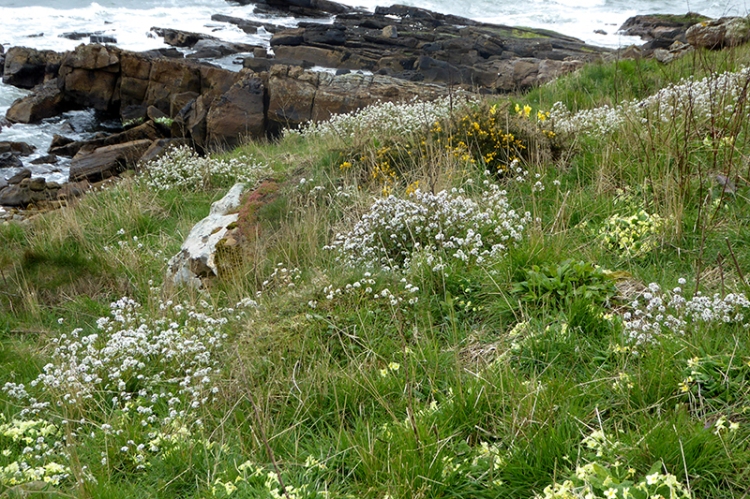 Fife coastal path