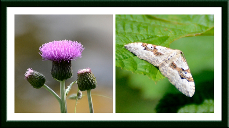 thistle and moth