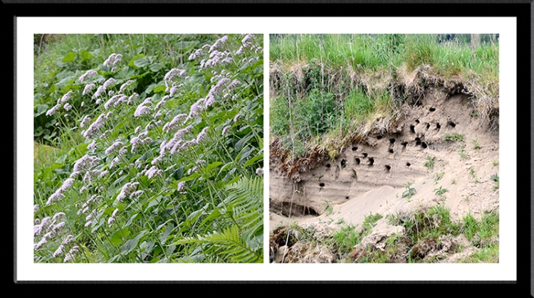 Pyrenean Valerian and sand martins' nests