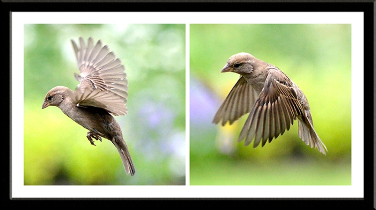 flying sparrows